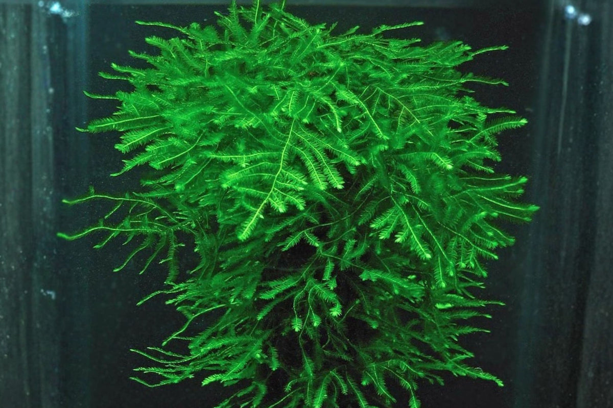 Java Moss Live Aquarium Plant – Quarter Ounce – Taxiphyllum barbieri