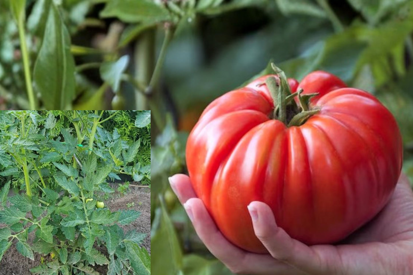 Mortgage Lifter Tomato 2 Live Plants – 6–10 Inch Solanum lycopersicum