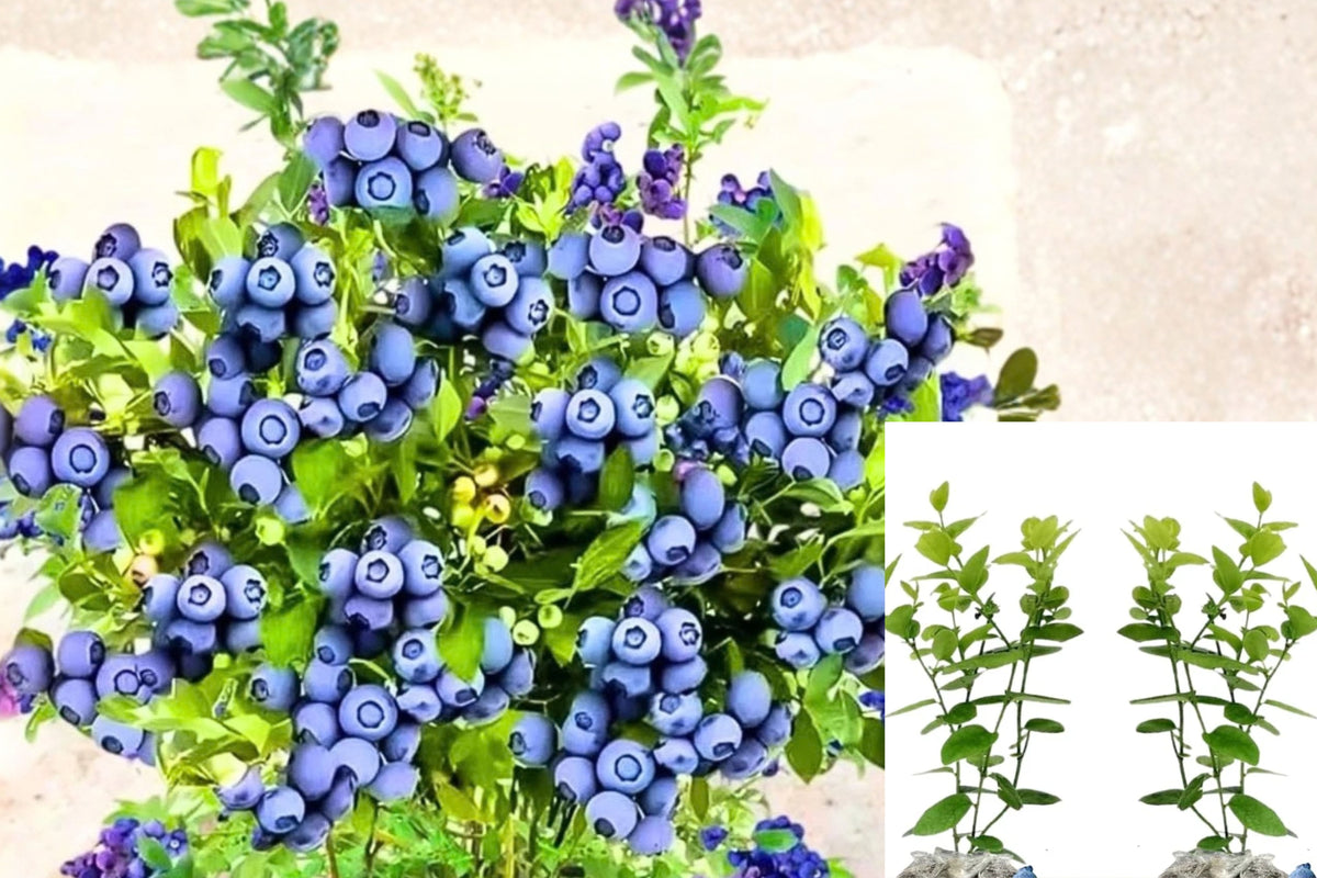 Top Hat Blueberry Bush 2 Live Plants, 5–8 Inches Tall – Vaccinium corymbosum