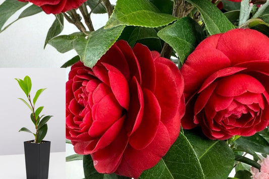 Black Tie Camellia Japonica Live Plant, Pink Flowering Evergreen Shrub, Camellia Starter Plant for Shade Gardens
