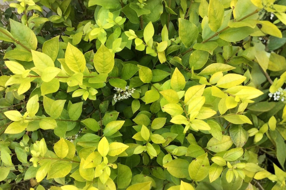 30 California Golden Privet Cuttings, 8 Inch Live Ligustrum Hedge Shrub, Fast Growing Plant for Hedge or Bonsai Propagation