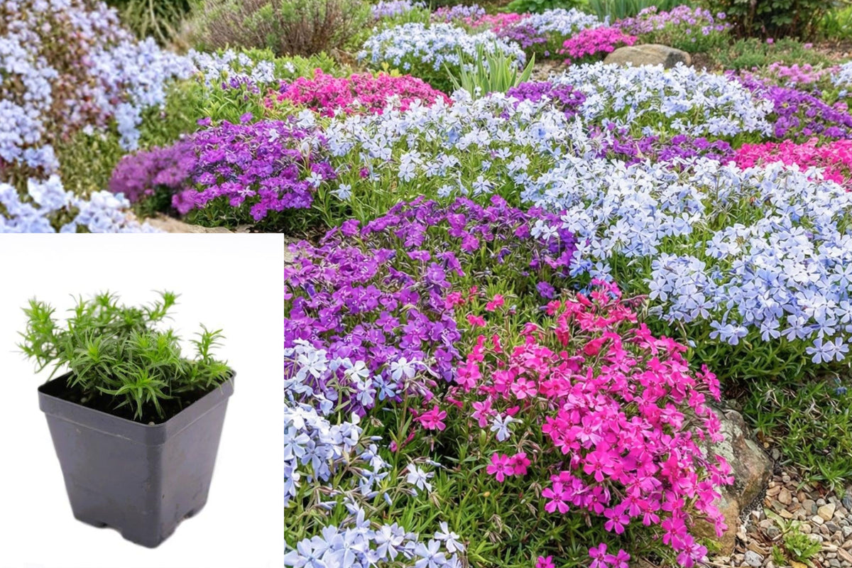 Creeping Phlox Live Plant, Mixed Color Perennial Ground Cover, 4 Inch Starter Plant, Spring Flowering Outdoor Garden Plant