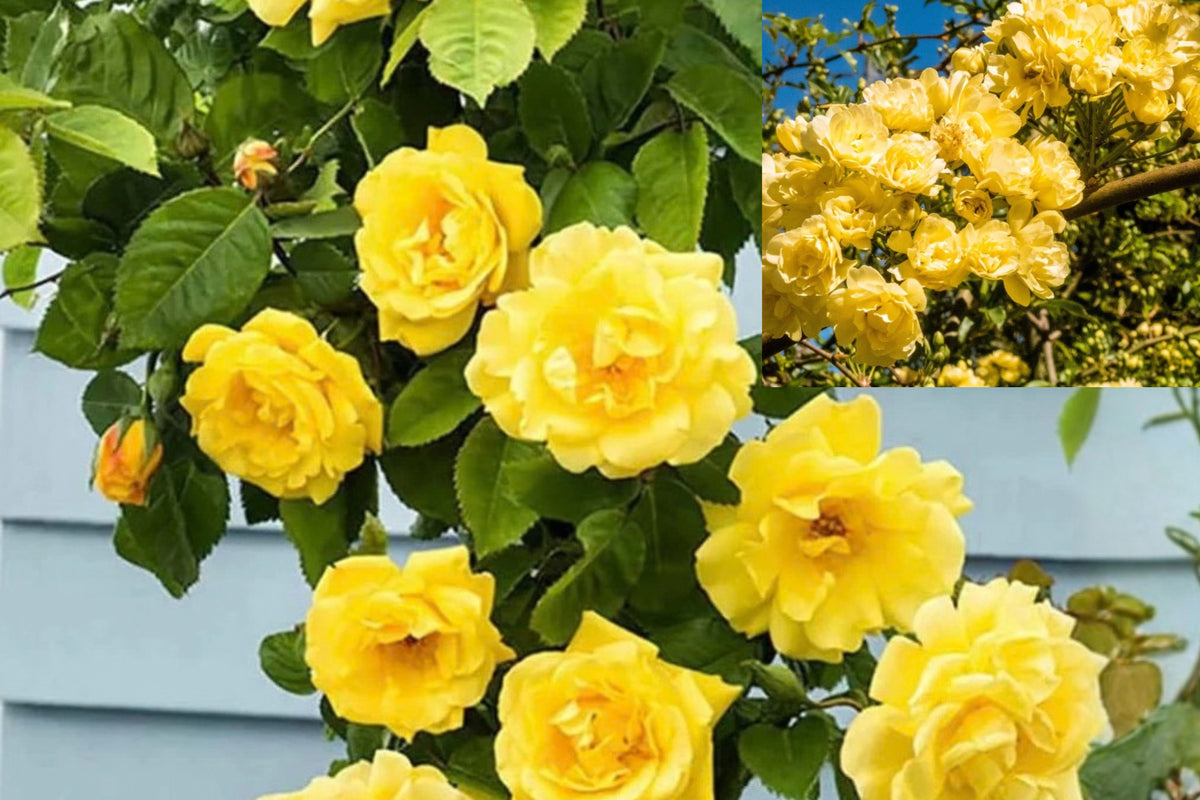 Yellow Climbing Rose Live Plant – 5–10 Inches Tall – Rosa sp.