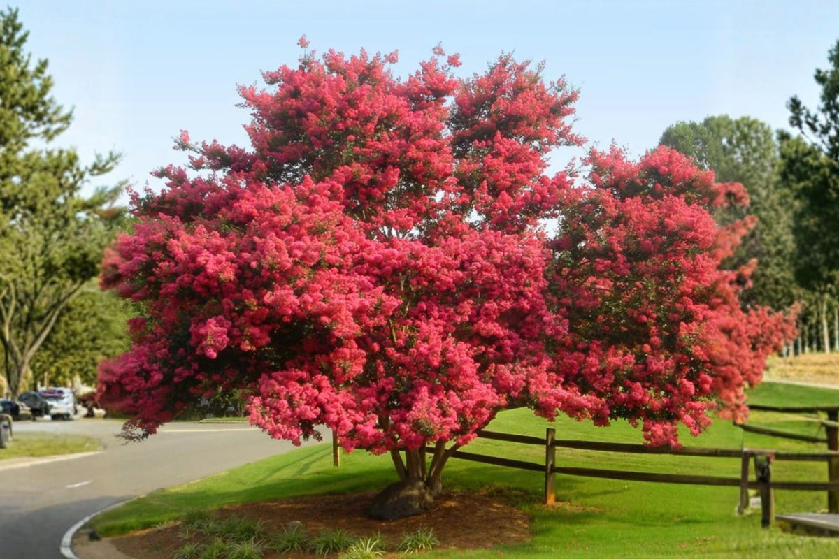 Crape Myrtle 'Tuscarora' Live Plant – 1-Gallon Pot – Lagerstroemia indica