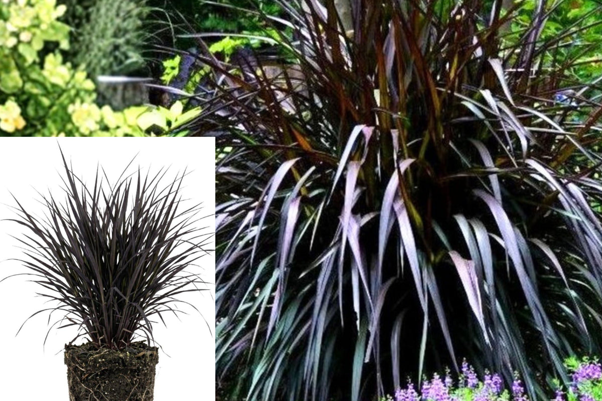 2 Black Fountain Grass Live Plants, 5–9 Inch Ornamental Grass Starters, Rooted Landscape Plants, Garden Border and Patio Plants