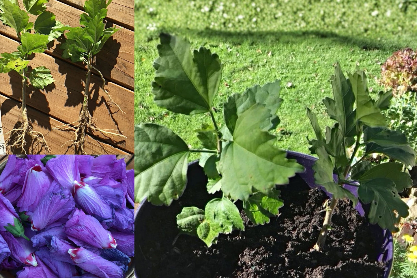 2 Rose of Sharon Live Starter Plants – Hibiscus syriacus