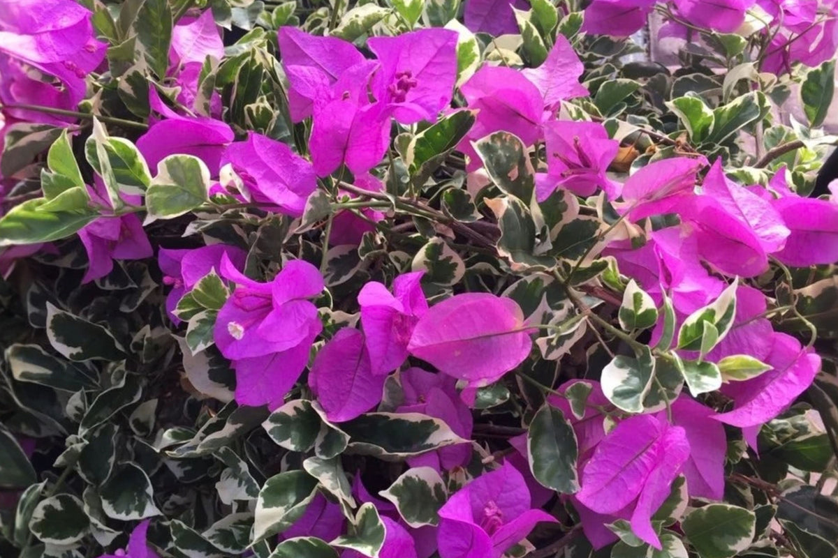 Bougainvillea ‘Blueberry Ice’ Live Plant Starter Plug 2-Pack
