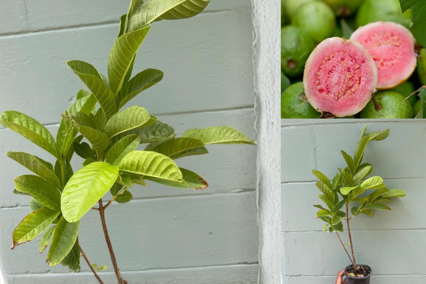 Pink Guava Live Plant – 4.5 Inch Pot – Psidium guajava