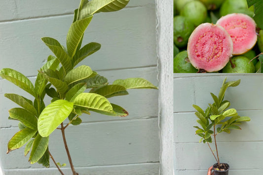 Pink Guava Live Plant – 4.5 Inch Pot – Psidium guajava