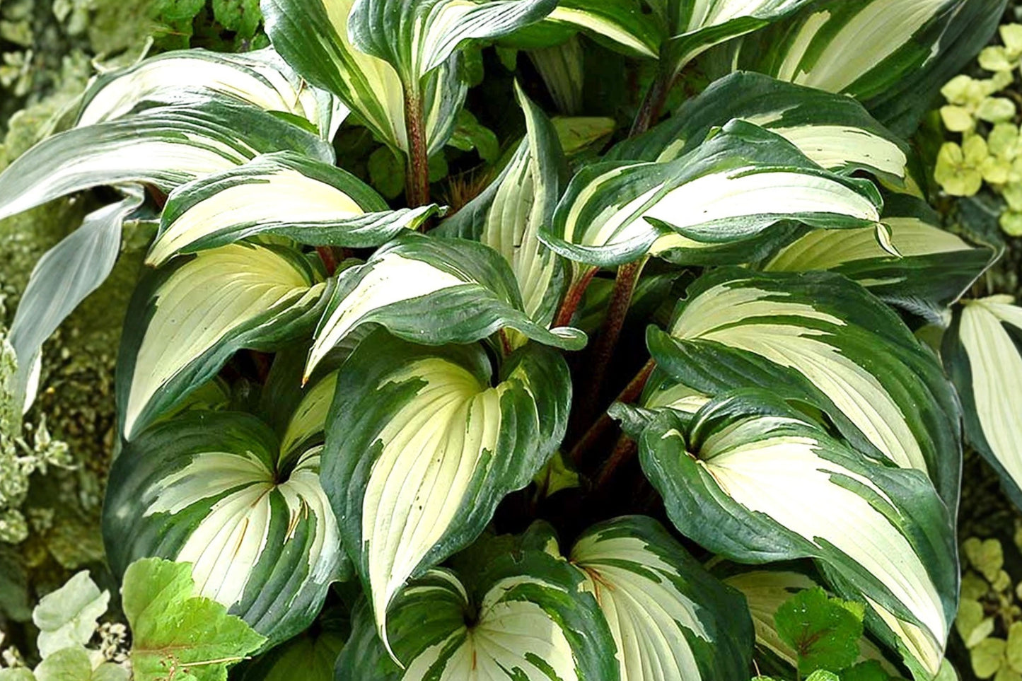 Hosta ‘Raspberry Sundae’ Live Starter Plant – 2.5" x 3.5" Pot