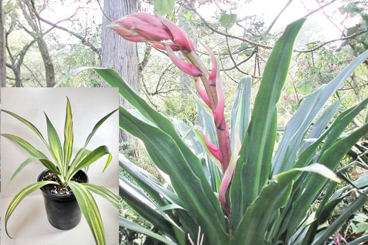Flamingo Glow Live Plant – 4 Inch Grow Pot – Beschorneria yuccoides