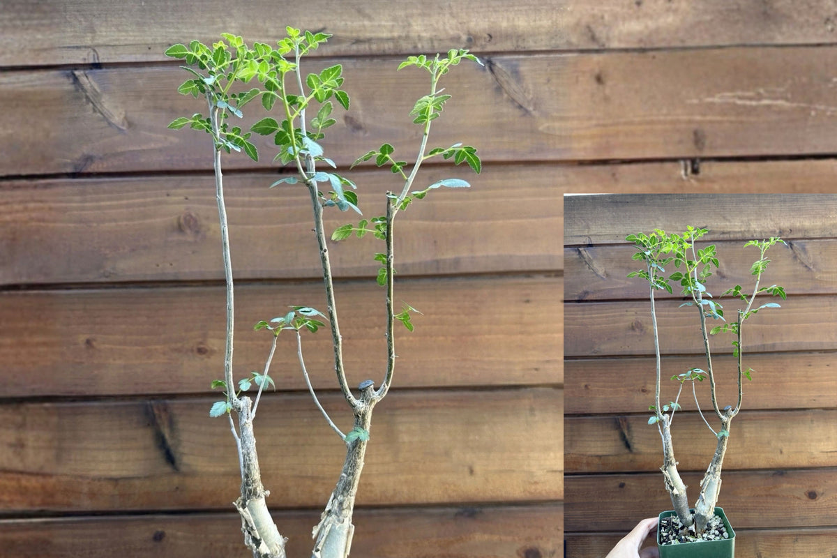Bursera fagaroides Mexican Frankincense – 2 Live Seed-Grown Plants – Standard Form
