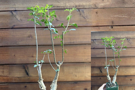 Bursera fagaroides Mexican Frankincense – 2 Live Seed-Grown Plants – Standard Form