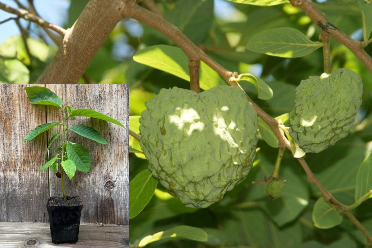 Cherimoya Live Plant, Annona Cherimola Fruit Tree Seedling, 4 Inch Tropical Subtropical Edible Fruit Tree