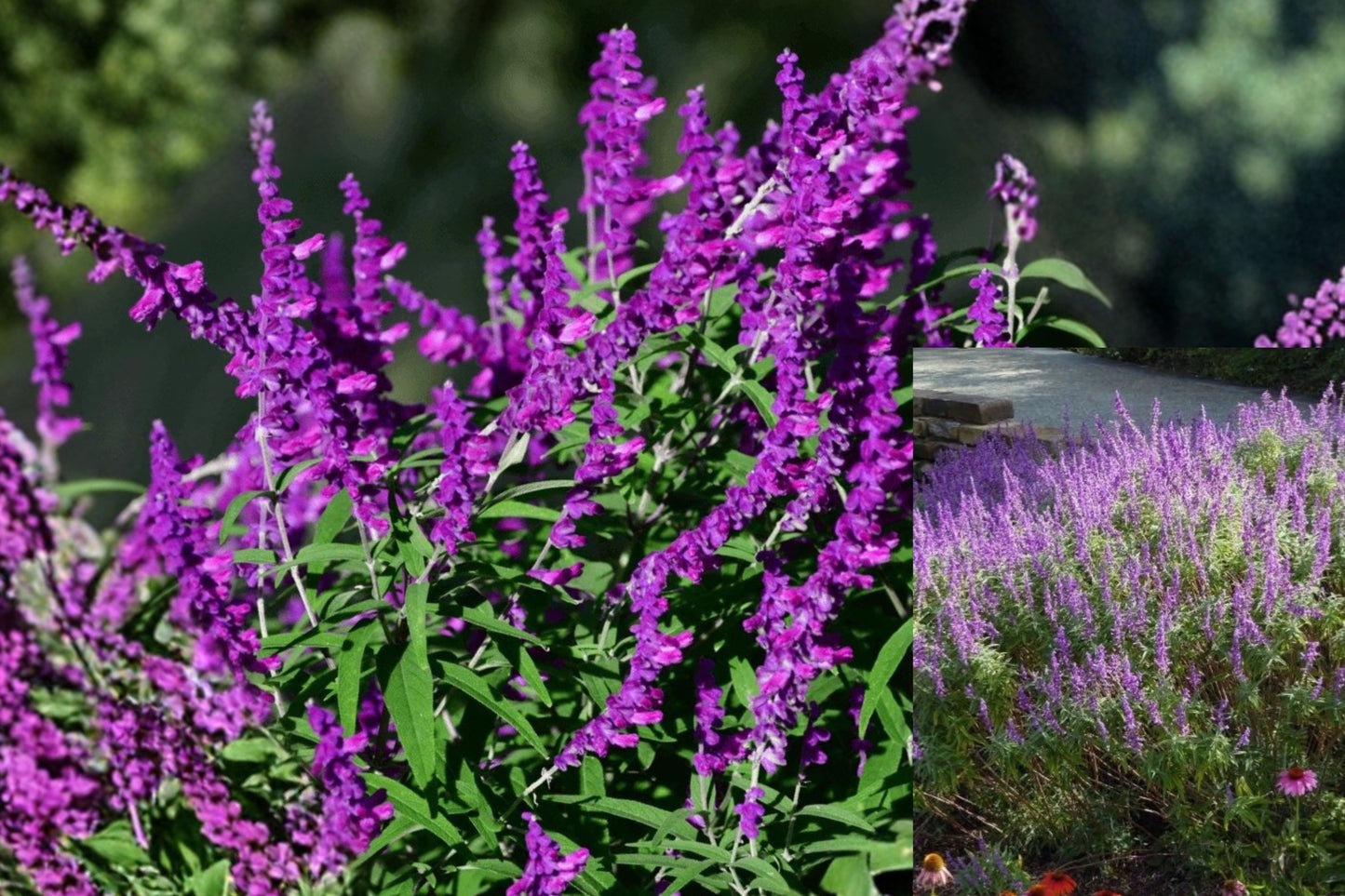 Mexican Sage 'Santa Barbara' Live Plant – 6–10" Tall – Salvia leucantha