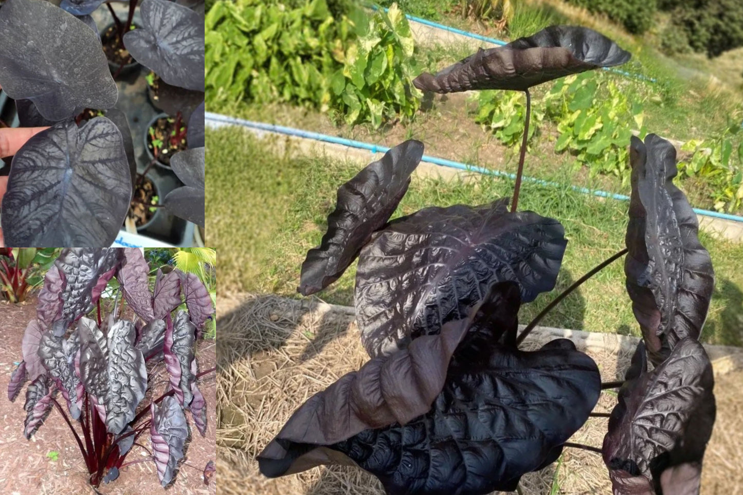 Black Ripple Colocasia Live Plant – 1 Starter Plant – 4–6 Inches Tall