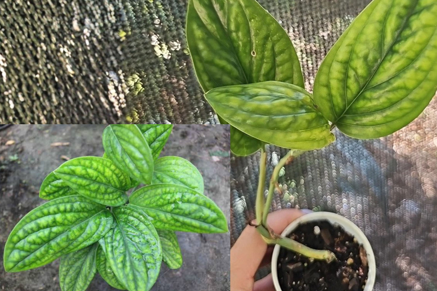 Monstera Peru Karstenianum Live Rooted Plant – 2.5 Inch Pot