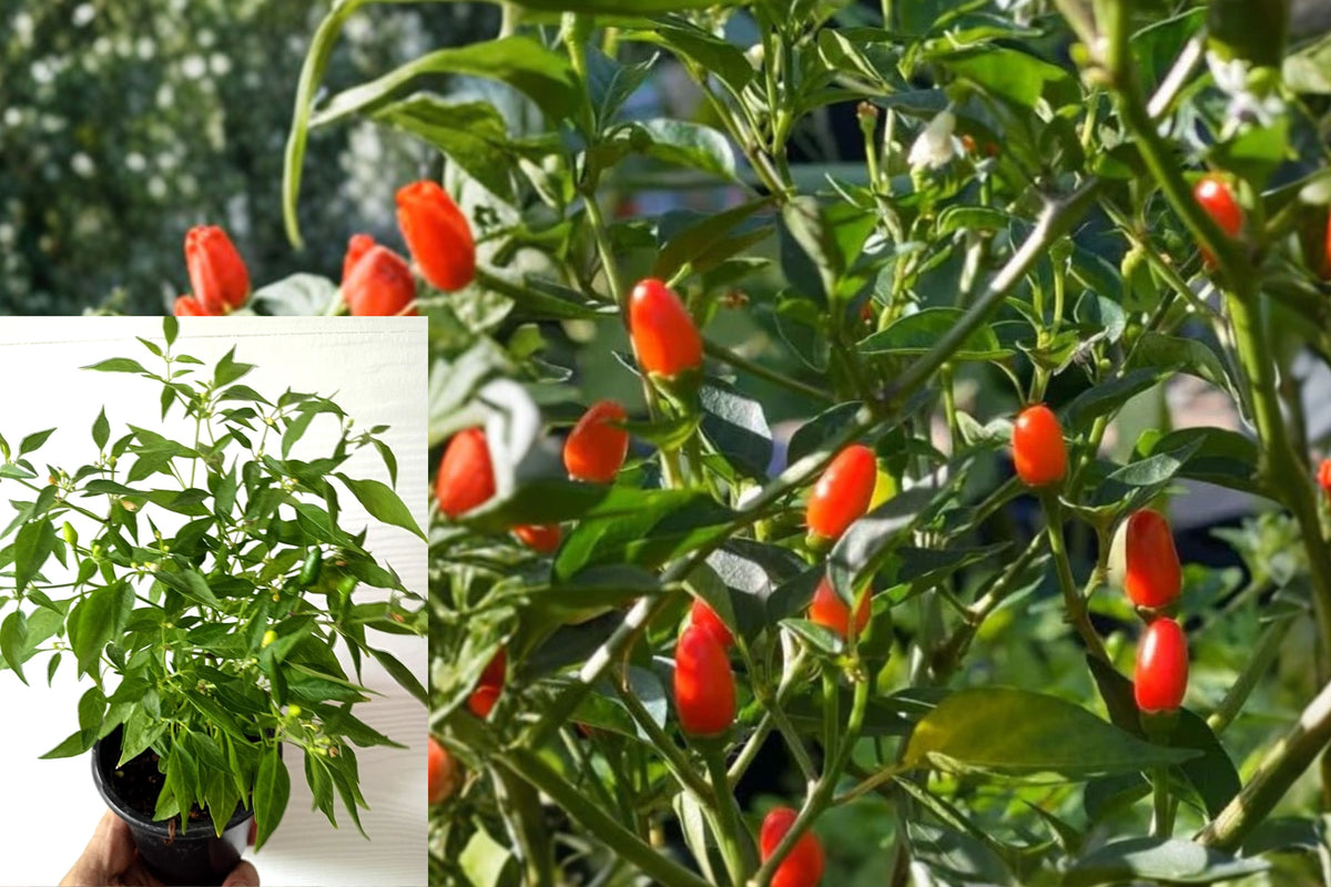 Chile Pequin Pepper 2 Live Plants – 4 Inch Pot – Capsicum – Hot Chili