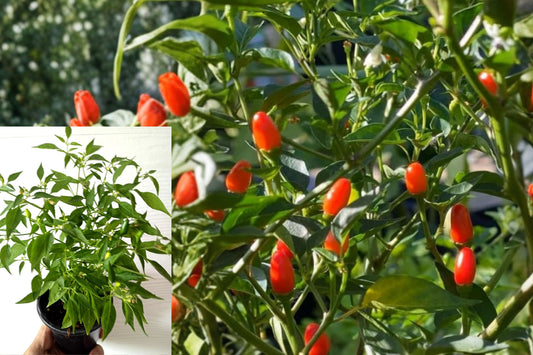 Chile Pequin Pepper 2 Live Plants – 4 Inch Pot – Capsicum – Hot Chili