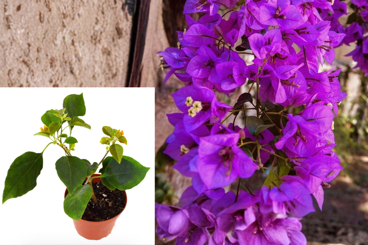 Royal Purple Bougainvillea Live Plant – 1 Plant, 3" Pot – 5" Tall