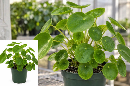 Pilea Peperomioides Live Plant – 4.5" Nursery Pot – Round Green Leaves