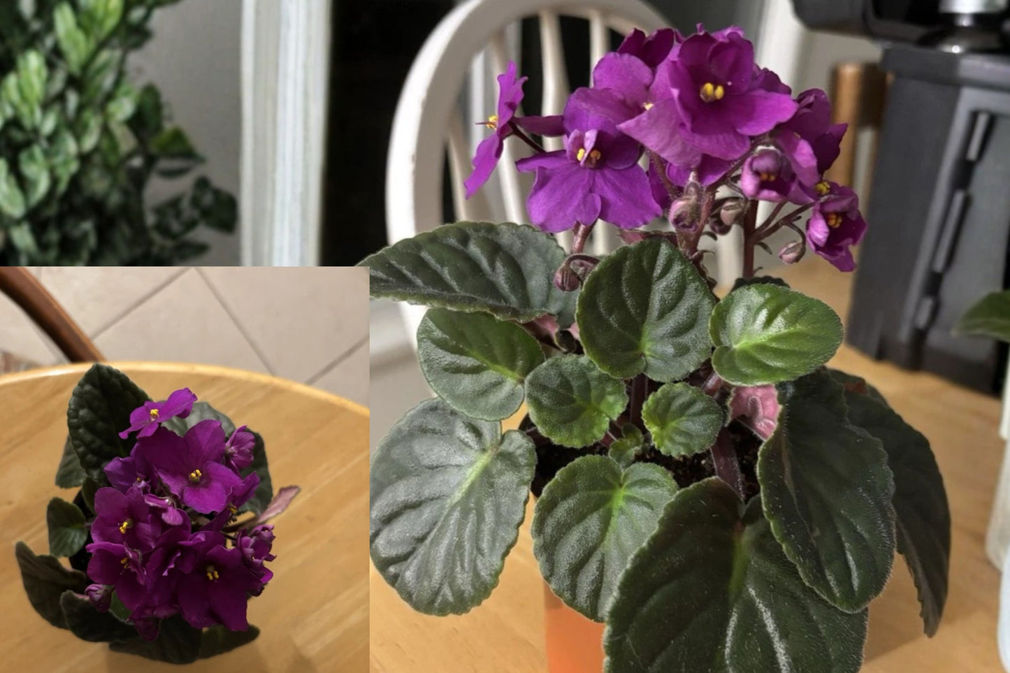 Bright Purple African Violet Live Plant – 4.5 Inch Tall – 4 Inch Pot