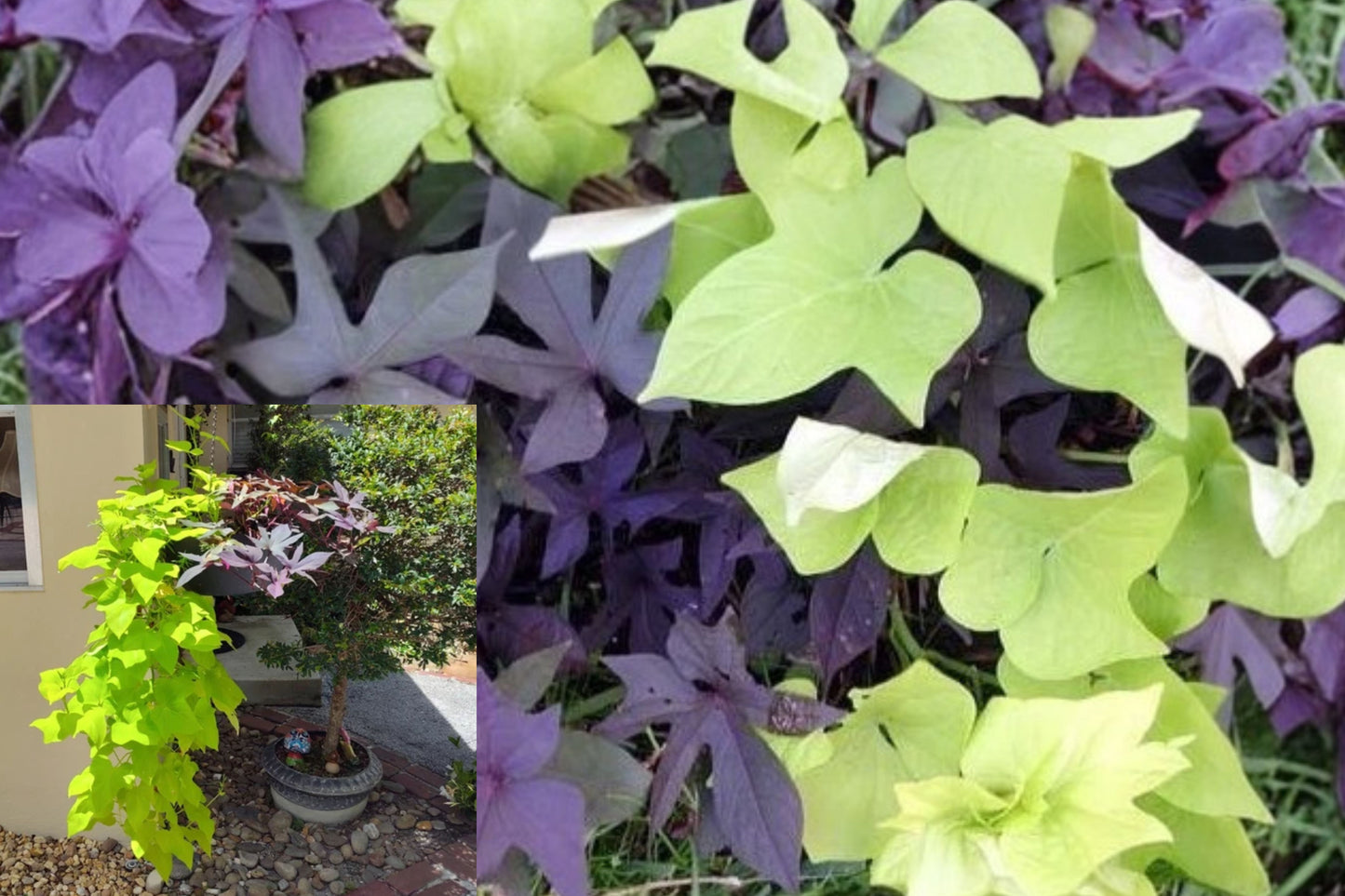 Blackie & Chartreuse Sweet Potato Vine 4 Live Rooted Plants – Ipomoea