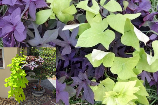 Blackie & Chartreuse Sweet Potato Vine 4 Live Rooted Plants – Ipomoea