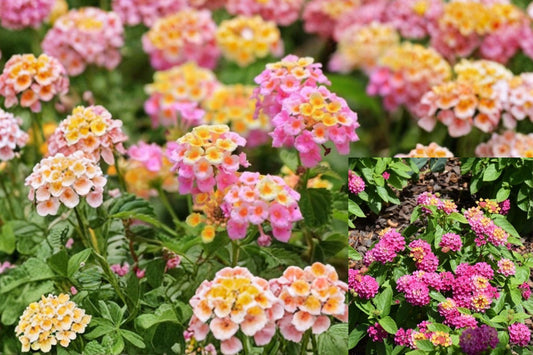 Pink Lantana 2 Live Starter Plants – 4–6 Inches Tall