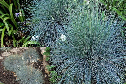 Blue Fescue Elijah Blue 1 Live Starter Plant – Festuca glauca