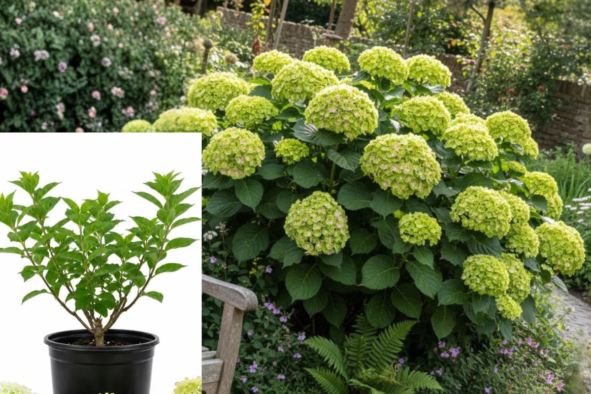 Green Hydrangea Live Plant, 6–12 Inch Flowering Shrub Starter, Hardy Garden Bush for Outdoor Planting