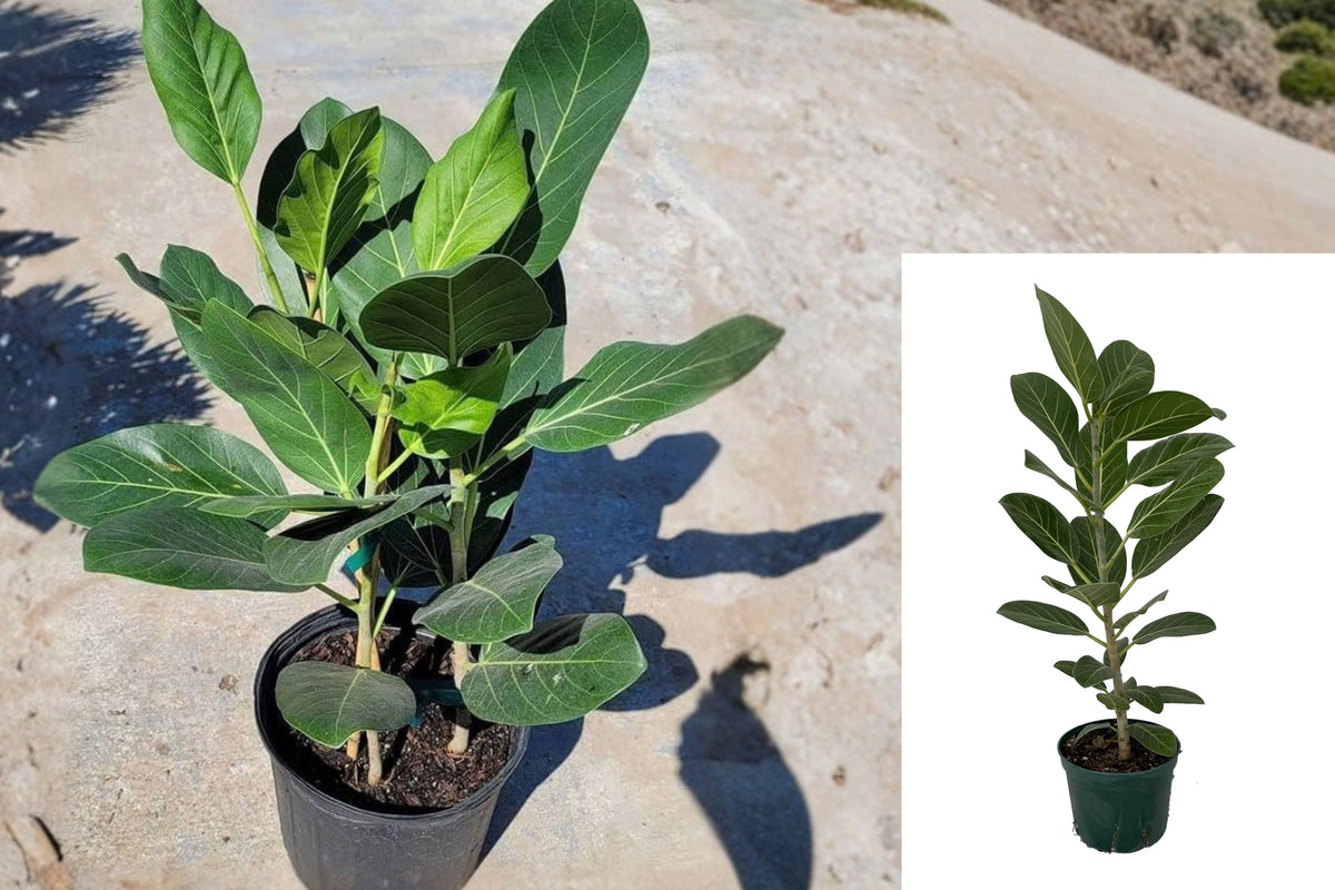 Indian Banyan Live Plant – Ficus benghalensis – 6-Inch Pot