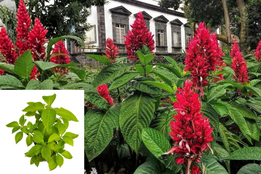 Brazilian Cloak Live Plant, Megaskepasma erythrochlamys, Rooted Tropical Shrub with Red Flower Bracts, Potted Plant