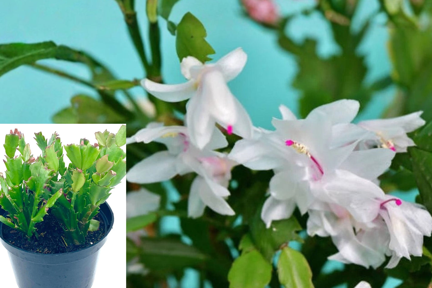 White Christmas Cactus 2-Inch Live Plant – Schlumbergera × buckleyi