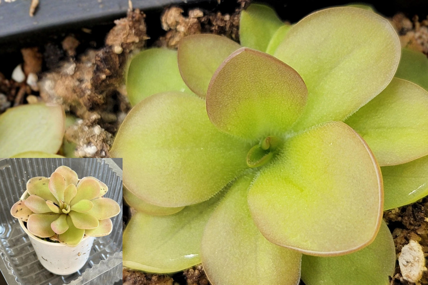 Pinguicula Hybrid Mexican Butterwort Live Carnivorous Plant – 1 Plant