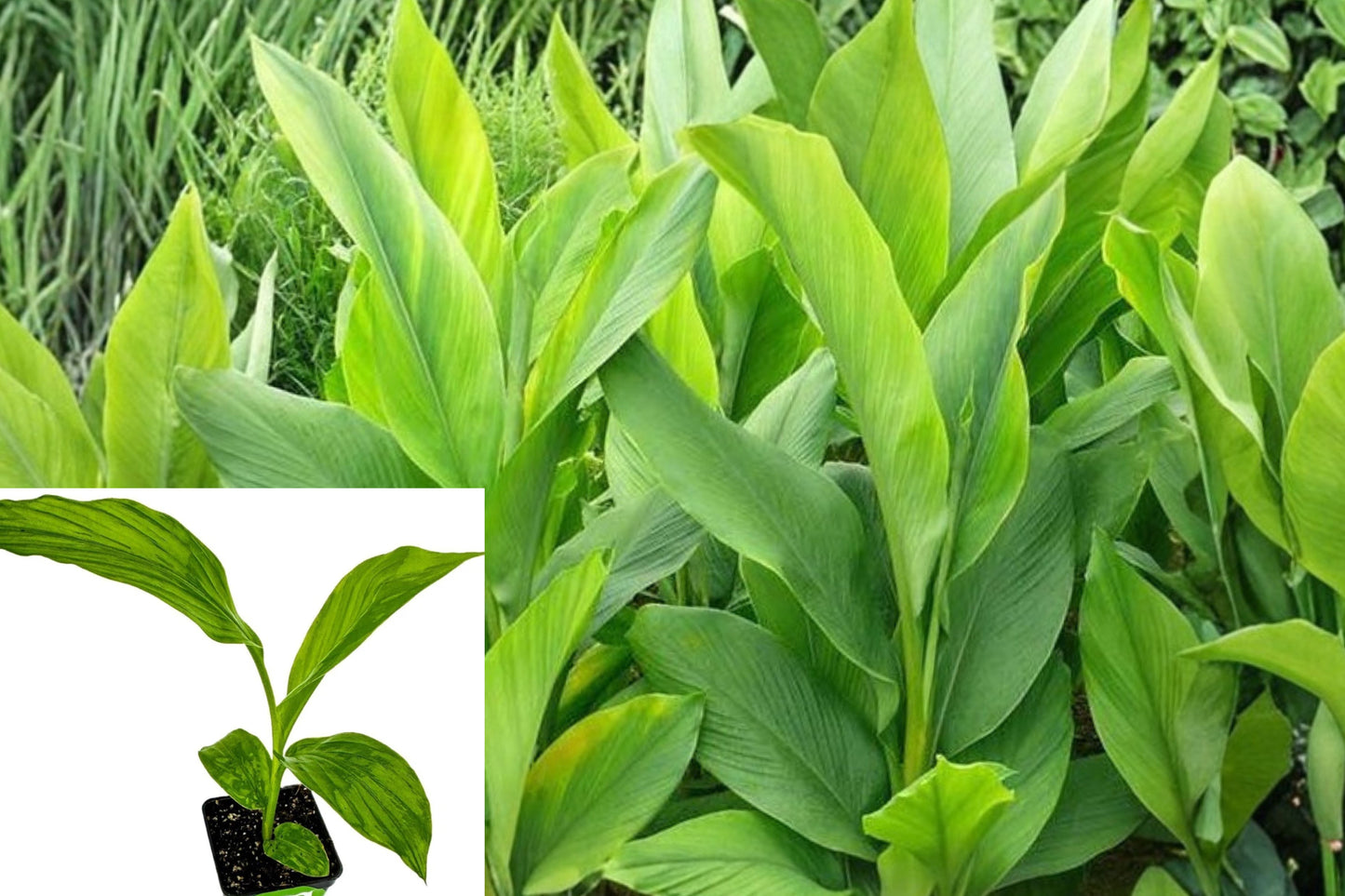 Yellow Turmeric Live Plant – 1 Starter Plant – Curcuma longa