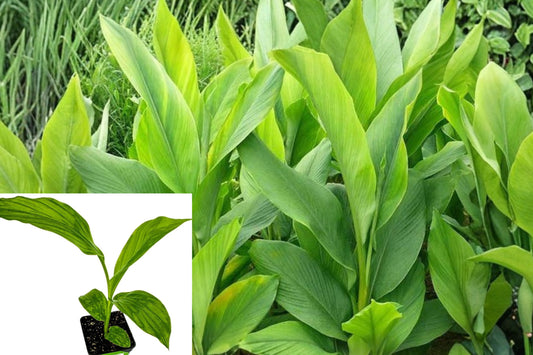 Yellow Turmeric Live Plant – 1 Starter Plant – Curcuma longa