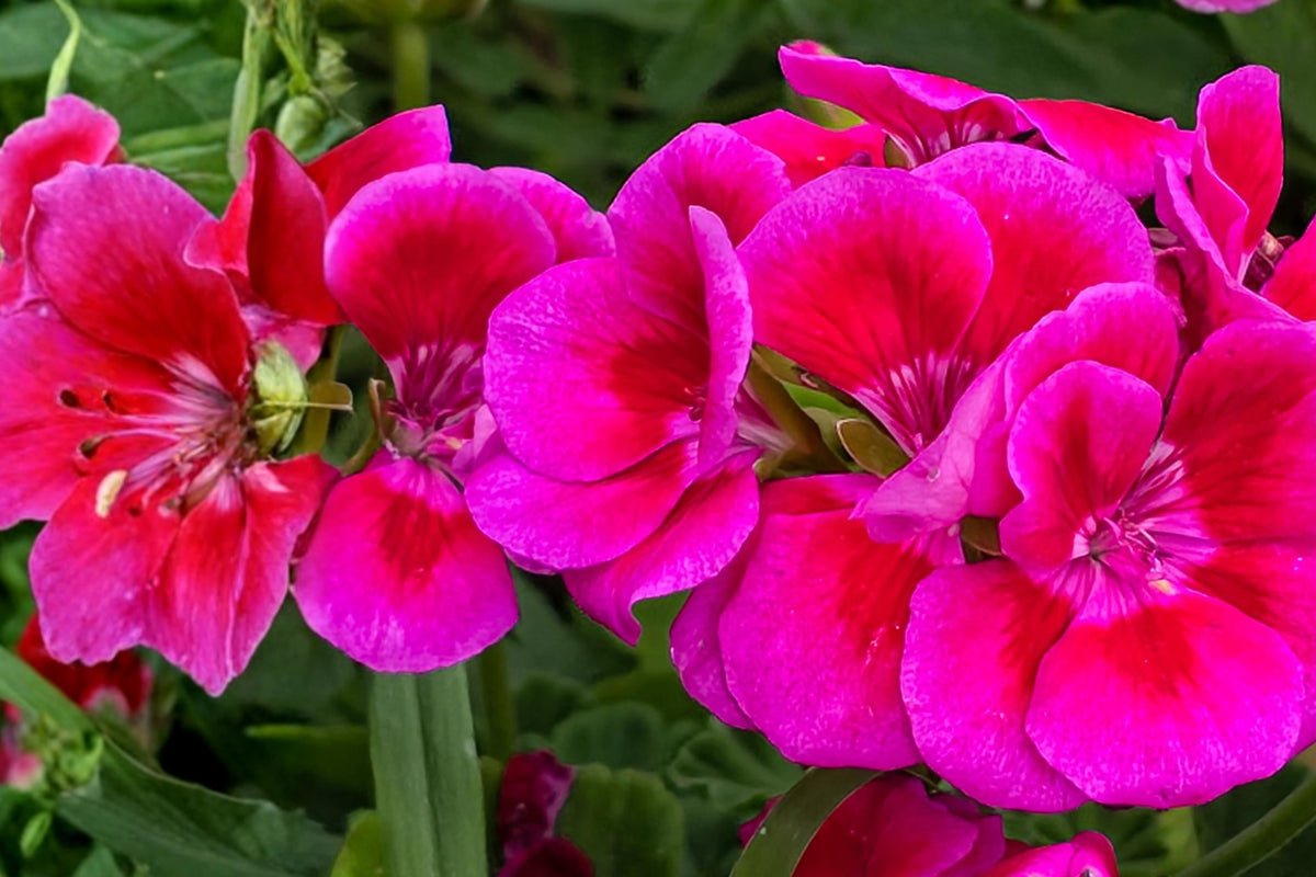 Hot Magenta Pink Pelargonium Cutting, Fragrant Geranium Live Plant, 6 Inch Flowering Plant Starter, Outdoor Garden