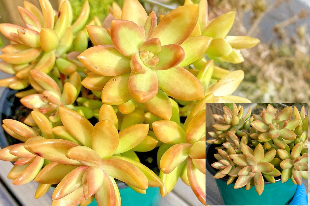 Sedum Orange Delight 1 Unrooted Cutting – Sedum adolphi