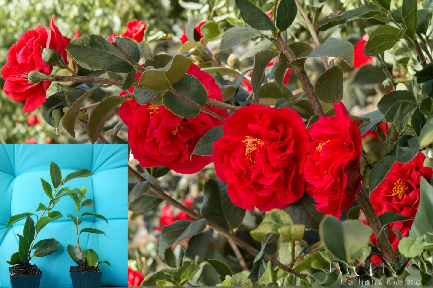 Kramer’s Supreme Camellia 1 Live Starter Plant – 3" Pot – Camellia japonica