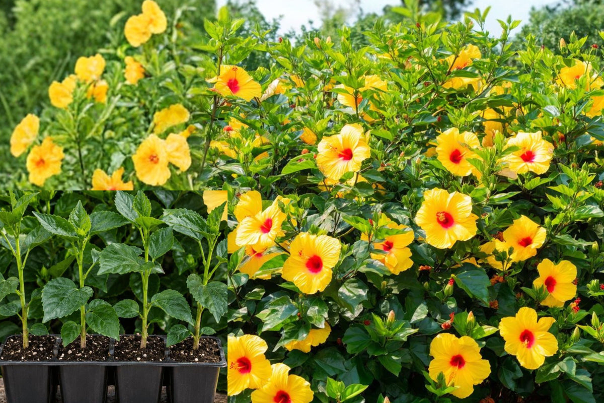 Yellow Hibiscus Live Plant, 5–9 Inch Rooted Flowering Starter, Outdoor Garden Plant, Full Sun Tropical Flower