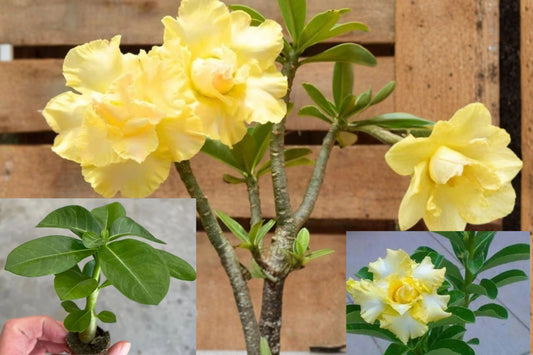 Double Yellow Desert Rose Live Plant – 4–6" – Adenium