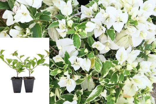 2 Coconut Ice Bougainvillea Live Plants, 5–9 Inch Rooted Flowering Vines, Tropical Patio Garden Plants