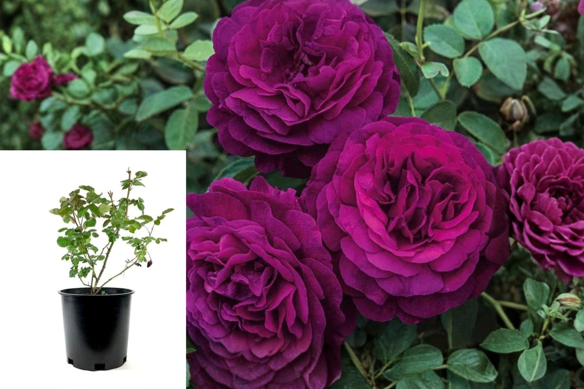 Purple Climbing Rose Live Plant, Climbing Rose Starter, Fragrant Purple Rose Bush, Outdoor Garden Rose, 1 Year Old, No Pot