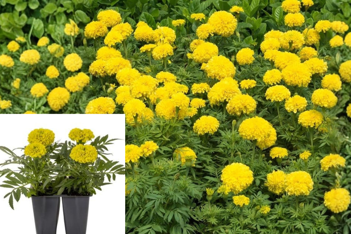 2 Yellow Marigold Live Plants, 4–6 Inch Potted Flowers, Yellow Annual Garden Plants, Outdoor Flowering Plants for Pots and Borders