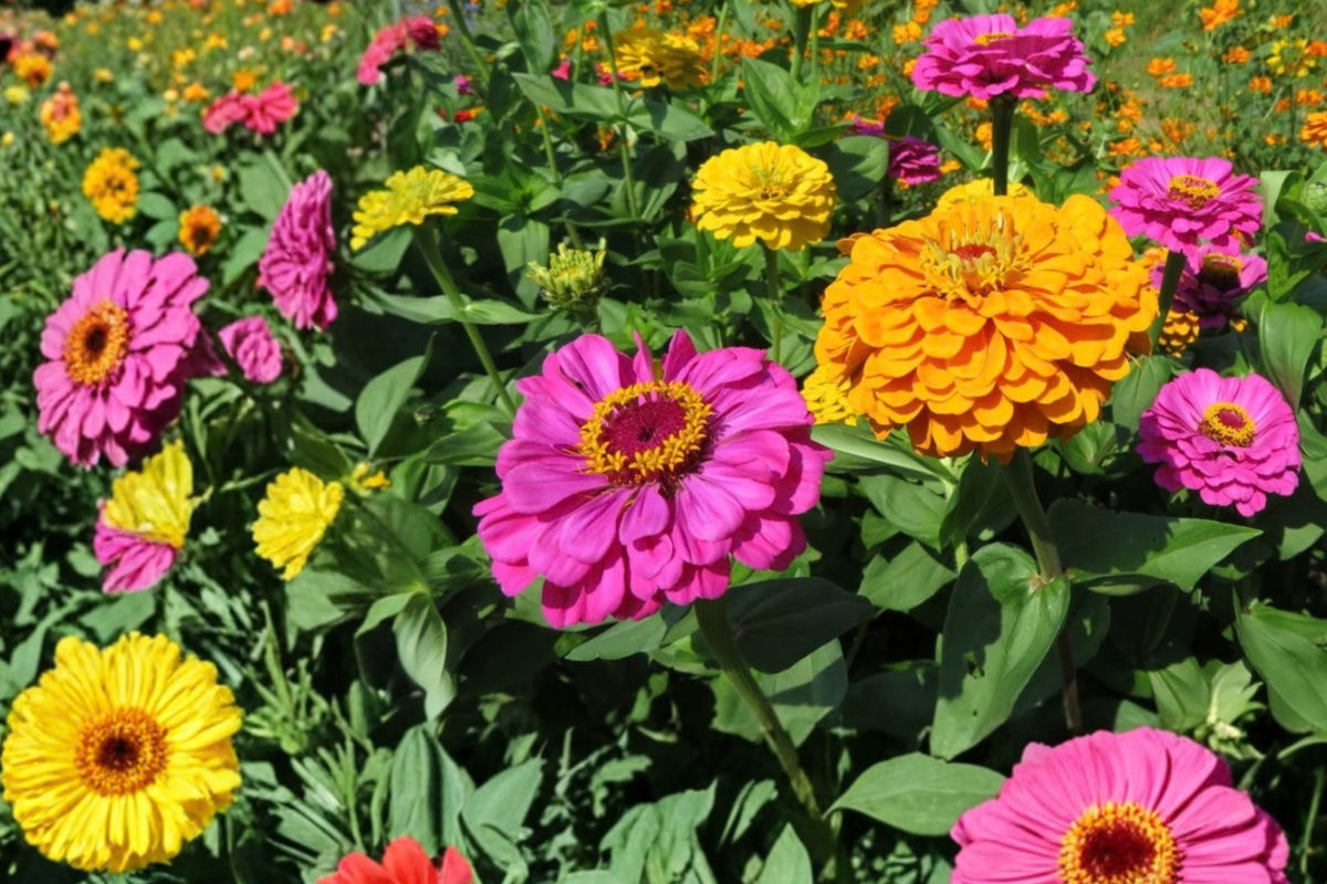 California Zinnia Live Plant – 1 Pack – Zinnia sp. – Flowering Plant
