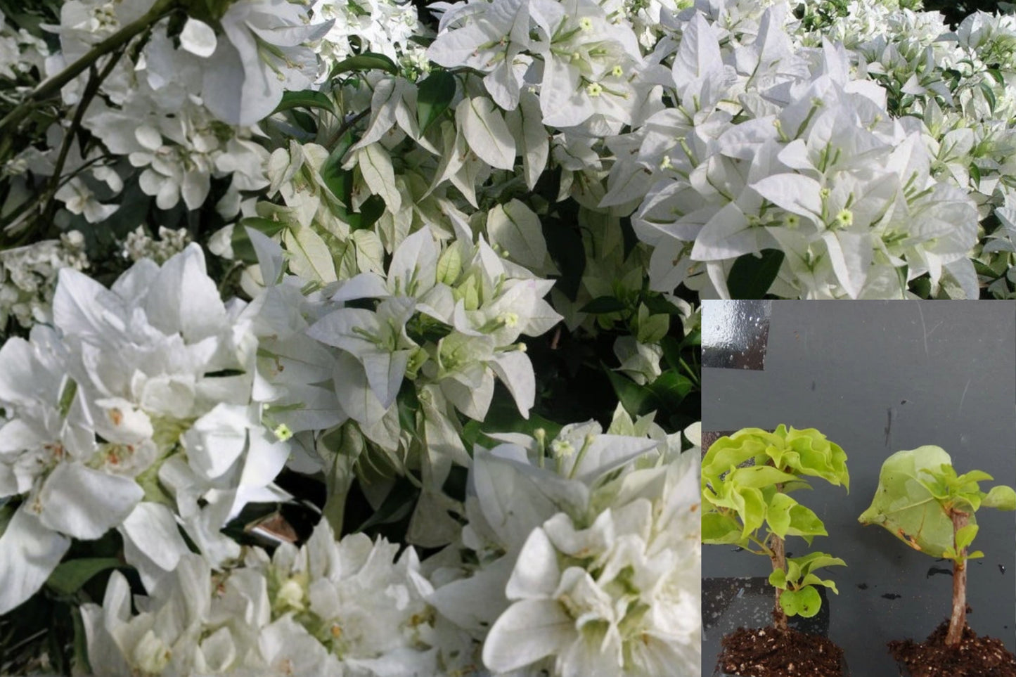 Mauna Kea Bougainvillea Live Starter Plant – Bougainvillea – 3-Inch Pot