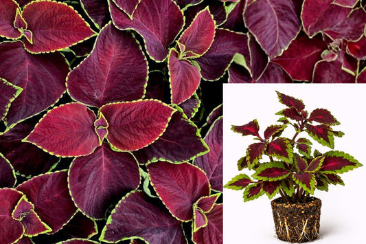 Coleus Red Coat Live Plant 2-Pack, Deep Red and Green Foliage, Colorful Starter Plugs for Patio Pots and Garden Borders