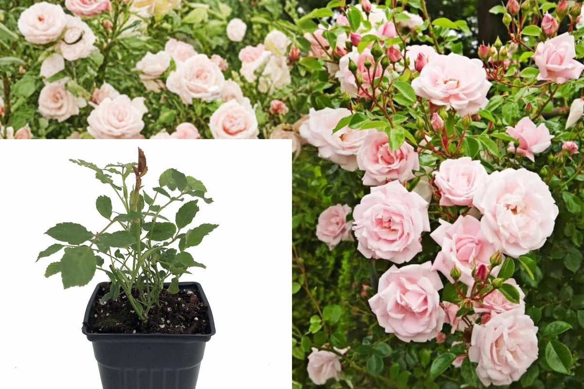 New Dawn Climbing Rose Live Plant, Fragrant Pink Rose Starter, 4–5 Inch Rosa Climber for Trellises, Fences and Garden Arbors