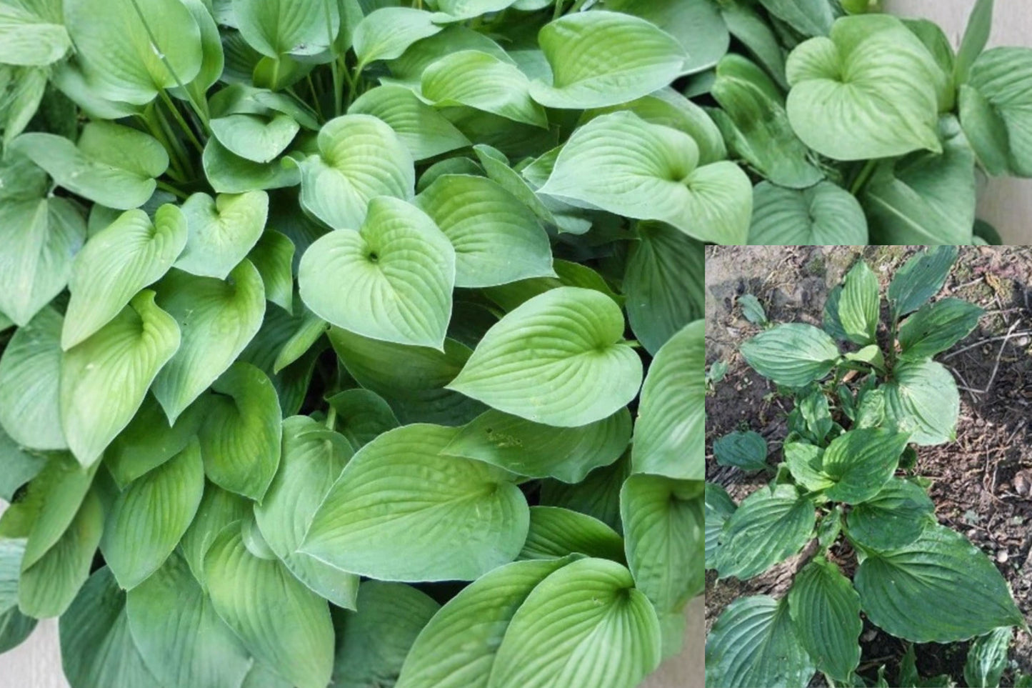 Serendipity Hosta 2 Live Bare Root Plants – Hosta ‘Serendipity’